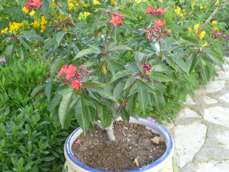 Jatropha interregima P1070917