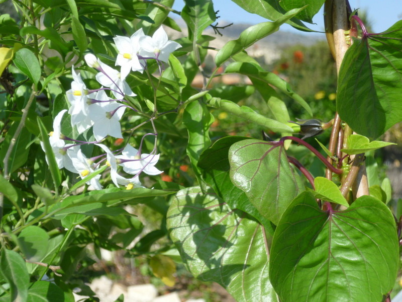 Solanum jasminoides - faux-jasmin - Page 2 P1080226