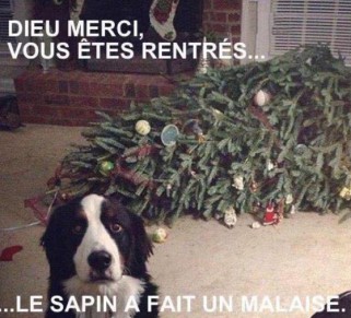 nos animaux et le sapin E5899310