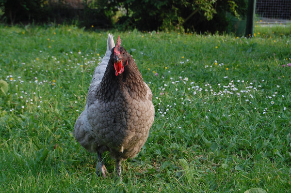 Trois poulettes chez Lavanmîl Dsc_1610