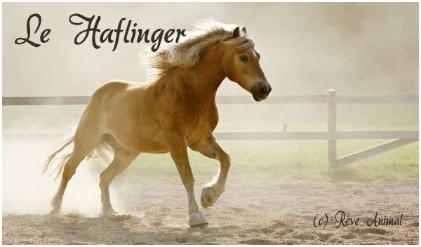 [Race] - Le Haflinger Haflin10