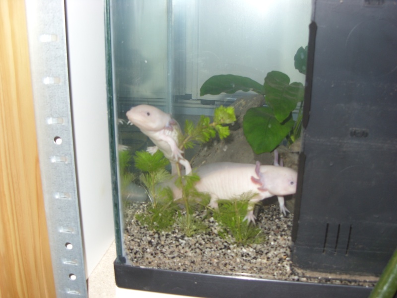 Mon axolotl :p Sn850711