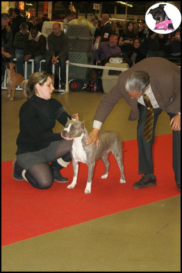 07.01.2012 - Paris Dog Show 37852510