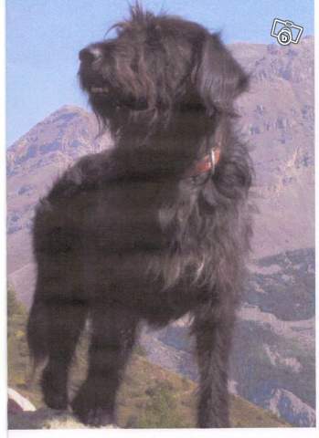 (desactivee)PERDU GAZOU chien mâle (?) noir, poil long vers Vallouise (05) du 03-10-2010 48610610