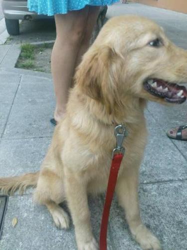 Jolie petite golden de 6 mois A15fa210