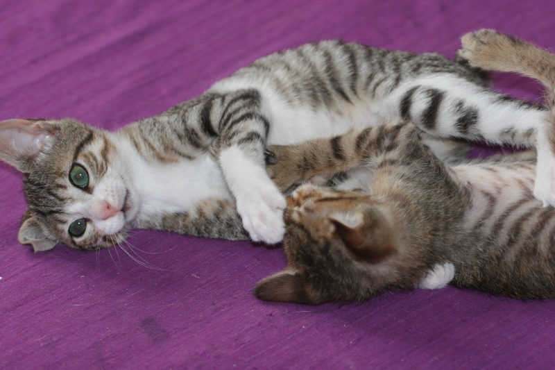  ADOPTE Huluberlu mini chaton male blanc et tigré 1ms et demi 04/06 Chaton11