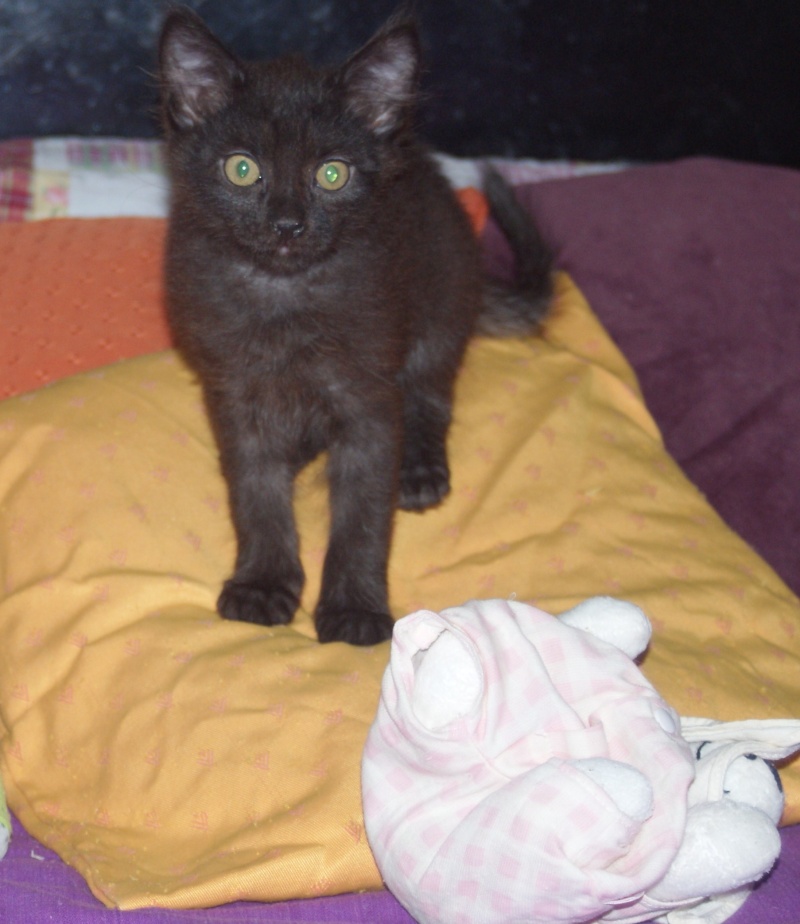   Adopté  Icat chaton noir 2mois et demi 04/06 Chaton71