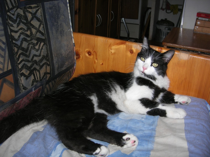 Gnoki Prince De niort chat noir et blanc poil long 14ms 04/06 ADOPTE Gnoki_25