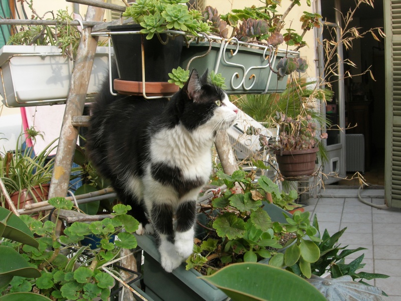 Gnoki Prince De niort chat noir et blanc poil long 14ms 04/06 ADOPTE Gnoki_26