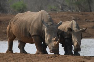 Braconnage : record alarmant de rhinocéros abattus  Rhinoc10