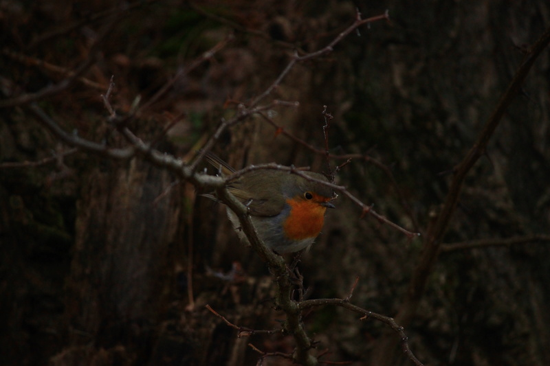 Les habitants du jardin Img_3010