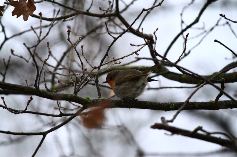 Les habitants du jardin Img_3111