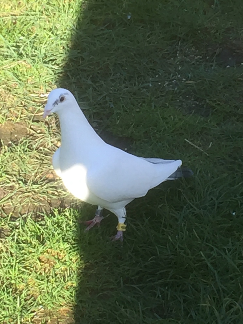 Old Cocks Show 2016 now open. Boosey12