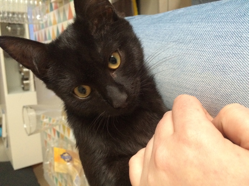 Krabby, chaton noir né début juillet 2016 Image19