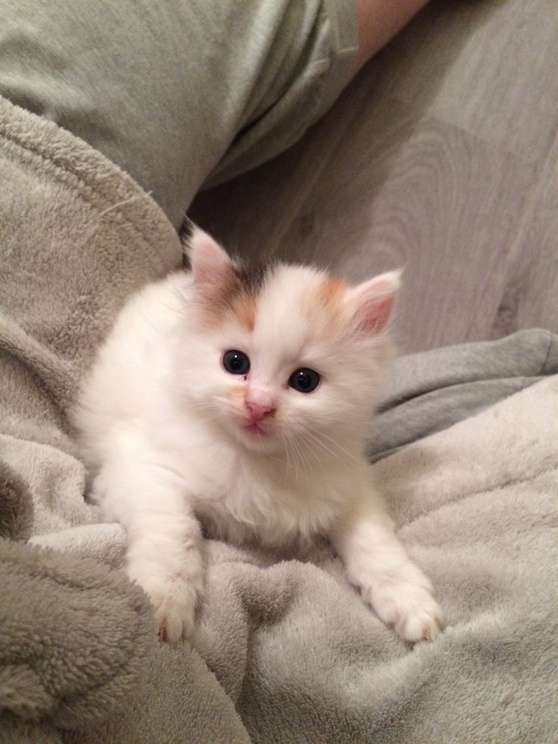 Auris, chatonne blanche avec taches tricolores poils mi longs, née fin octobre 2016 Image23
