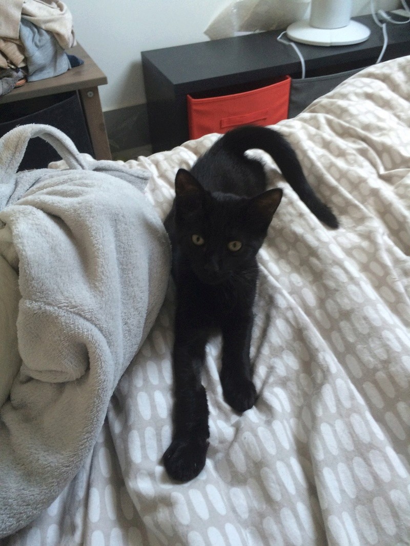 Krabby, chaton noir né début juillet 2016 Img_0211