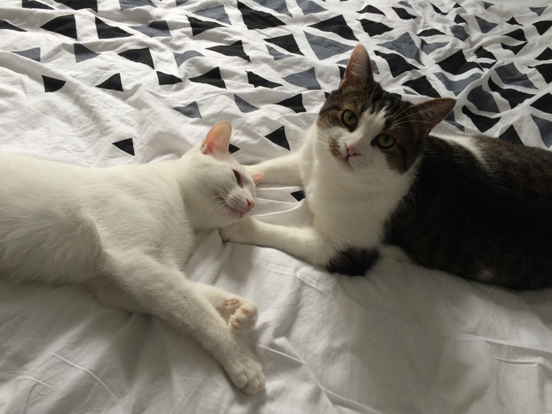 Bechet, chaton blanc, un tout petit peu de tigré, né fin avril 2015 Img_8510