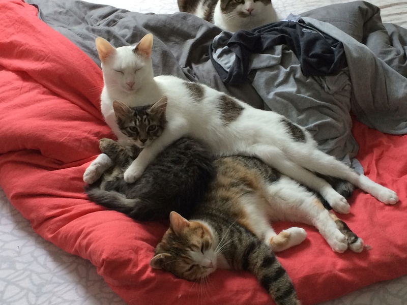 Bechet, chaton blanc, un tout petit peu de tigré, né fin avril 2015 Img_9110