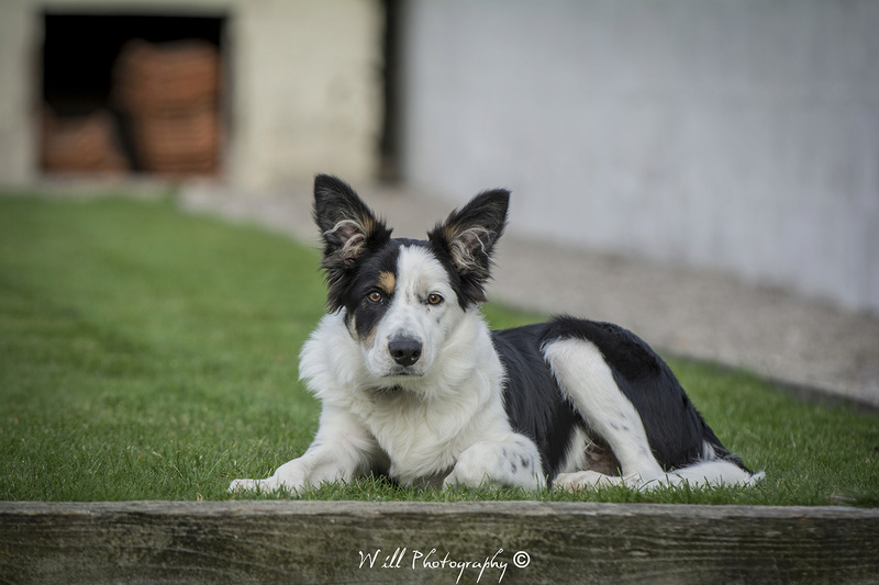 Coucou moi c'est Maïko ... Dsc_0610