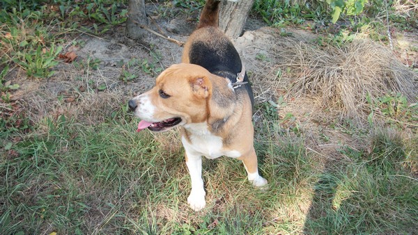 DANTE type beagle tricolore au refuge saintes 17 Dante10