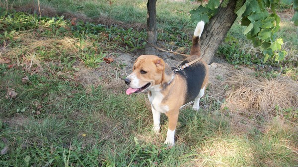 DANTE type beagle tricolore au refuge saintes 17 Dante_10