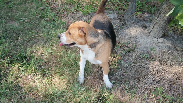 DANTE type beagle tricolore au refuge saintes 17 Dante_11
