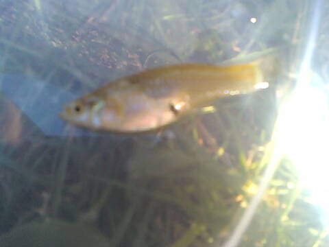 Quel Est Ce Bebe Poisson