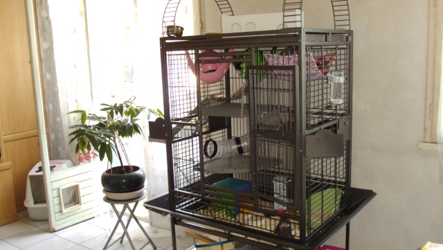 J'innov'!..., cage à perroquets, pour mes ratounes.. Dsc03419