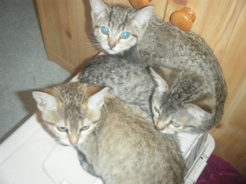 3 chatons de 3 mois - Ecole du chat de Valmont 56154710