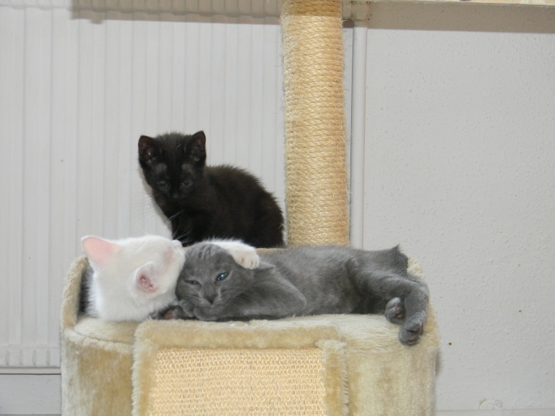 Fifille et Loulou 6mois recherchent une famille ENSEMBLE -Ecole du chat Valmont  Dscn0510