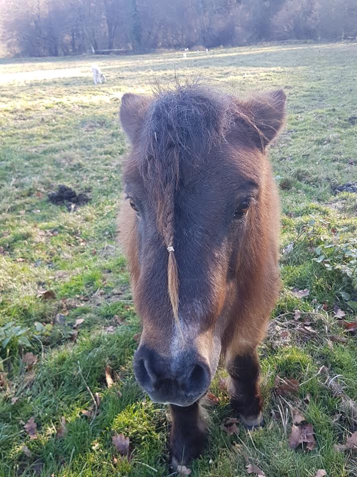 AMULETTE - ONC Poney née en 1998 - adoptée en juin 2016  par Amélie 111