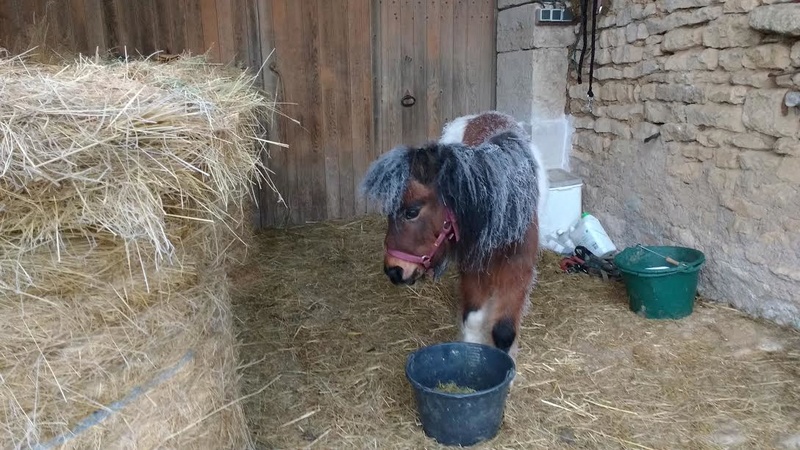 POLLY - ONC Poney Shetland née en 2004 - adoptée en mars 2013 par Moutarde - Page 3 Unname10