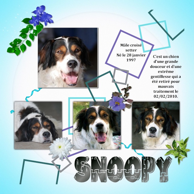 SNOOPY (croisé setter) - Page 4 Snoopy10