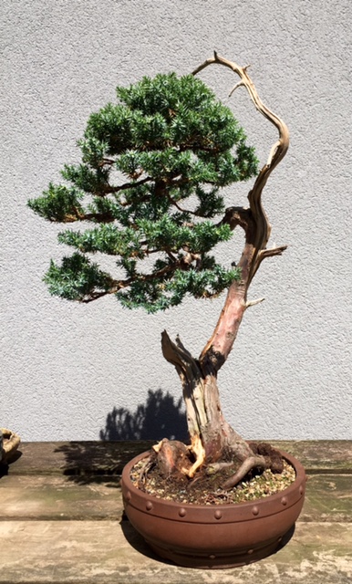 Juniperus squamata since 2010 1_img_12