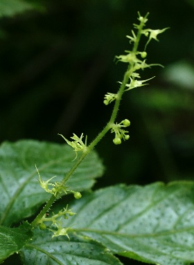 Jiaogulan [Gynostemma pentaphyllum] infos et guide de culture bouturage marcottage Gynost12