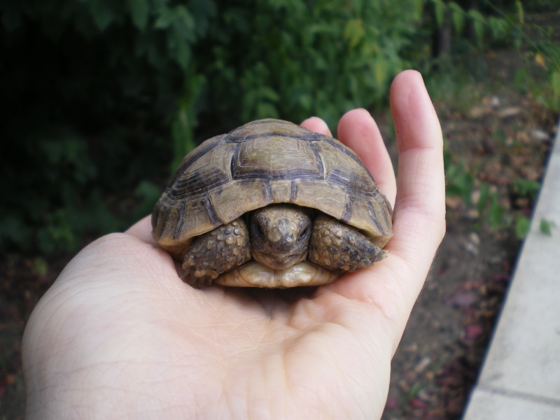 carapatte, la tortue grecque de 3 ans! Imgp6413