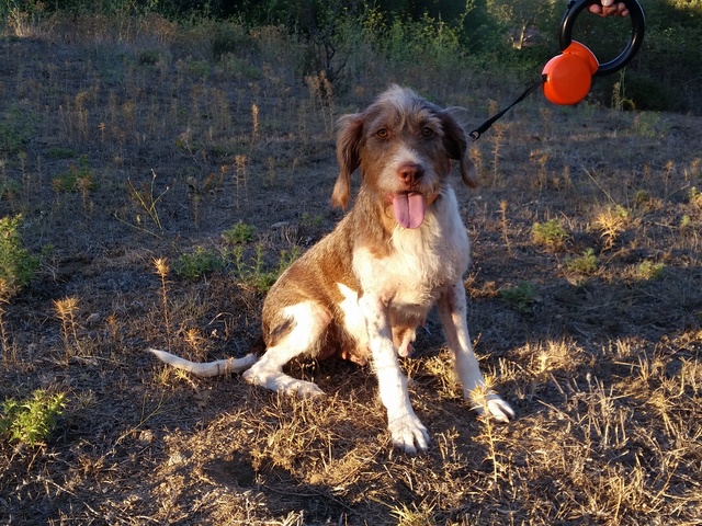 Fanette, x griffon korthal 6 ans - asso Sos Décharge, Corse du sud - en FA (01) 20160811