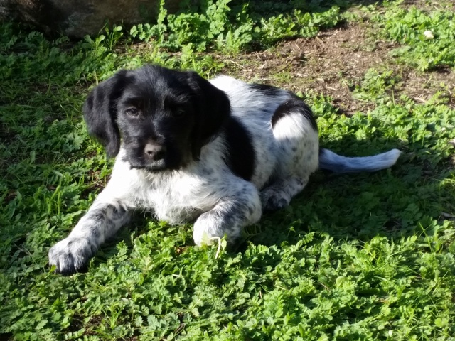 Marvin, chiot mâle  x griffon/braque ? 2 mois -  asso Sos Décharge, Corse du sud  A10