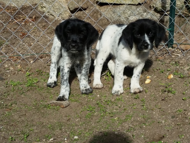 Marvin, chiot mâle  x griffon/braque ? 2 mois -  asso Sos Décharge, Corse du sud  Ccc10