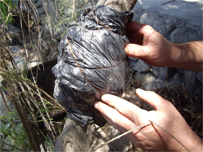 grafting - Casuarina Equisetifolia (Cemara Udang or Mu Ma Huang) - Page 5 Pictur12