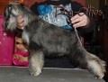 DOG OTHO'S PISCO Untitl11
