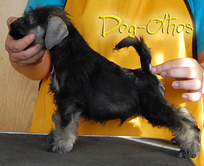 DOG OTHO'S PISCO Verde210