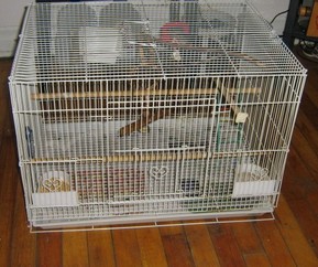 Cage Doiseaux Et Pinson Mandarin A Donner
