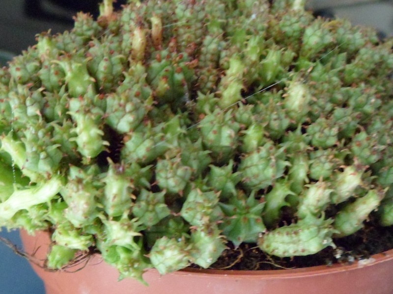 [Euphorbia clavarioides] 00710