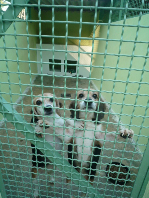 2 X jolies petites beagles . environ 4 a 7 ans . délais fourrière dépassé !!! HELP ! (13) Cabrie36