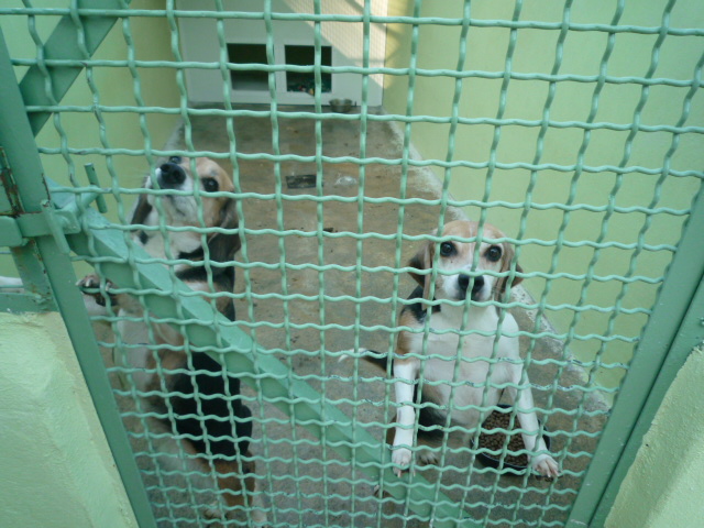 2 X jolies petites beagles . environ 4 a 7 ans . délais fourrière dépassé !!! HELP ! (13) Cabrie37