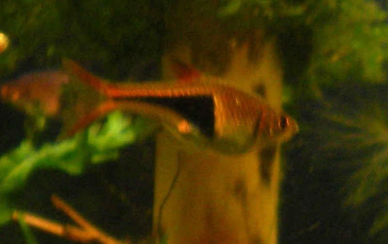 rasbora arliquins Rasbor11