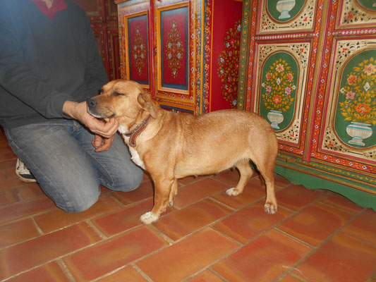 A adopter Uma, adorable petite chienne type croisée basset en FA (13) Ik11