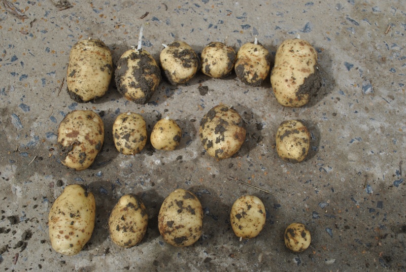 Evolution des cultures de pommes de terre 2013 - Page 10 Juille10