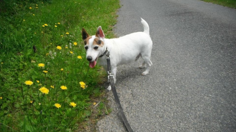 ALDO petit croisé jack 8 ans - Aunay sur Odon 14 10054210